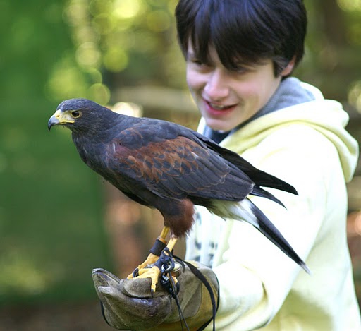 A photo of the falconry workshop
