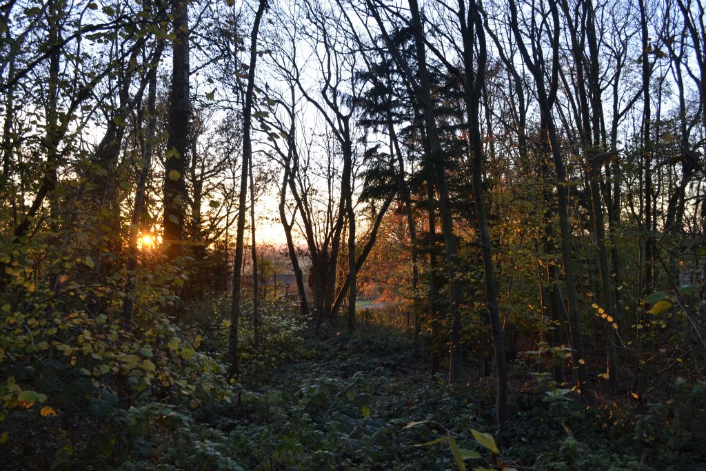 Picture of sun setting over the autumn woods